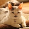 陽だまりの猫あんず(^^♪２