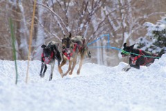 スレッドドッグレース in ゆにガーデン　大会１日目