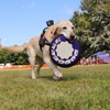 撮影犬ももちゃん(^^♪