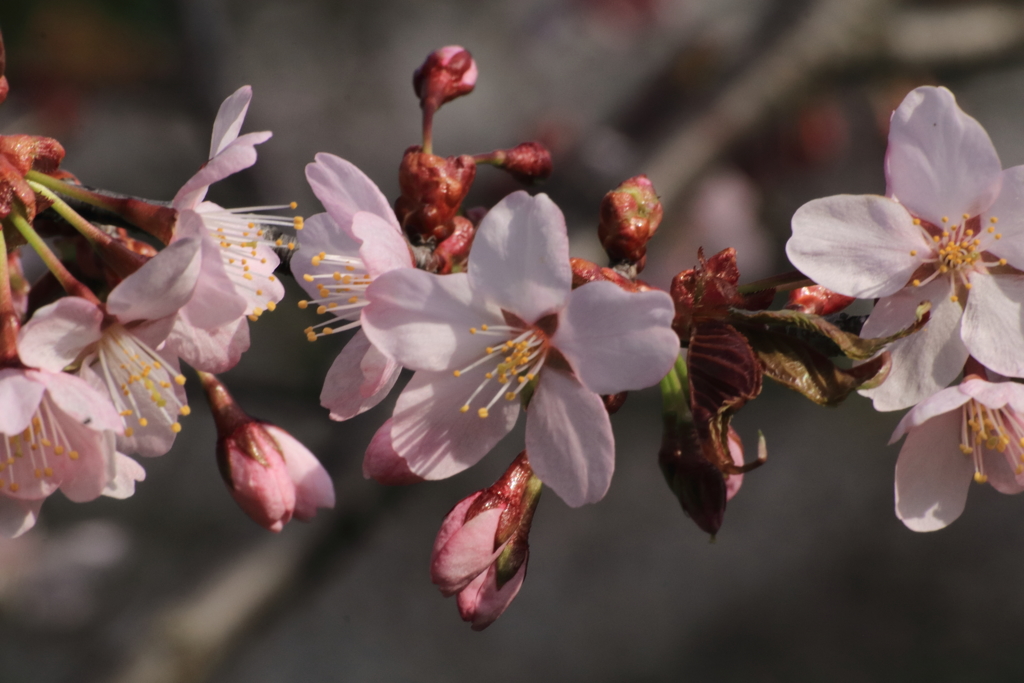 星観緑地平成最後の桜！