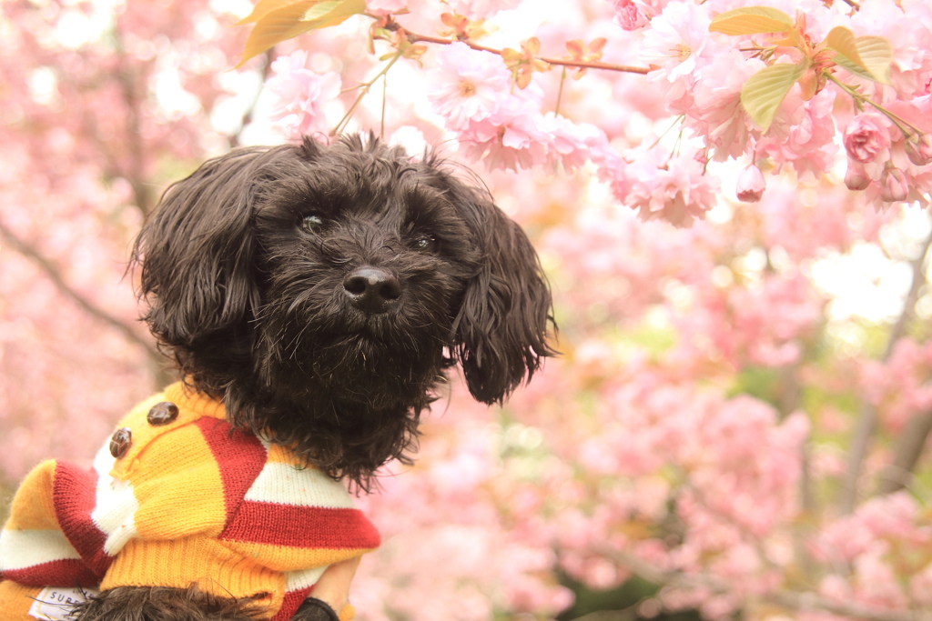 八重桜とワンコさん！