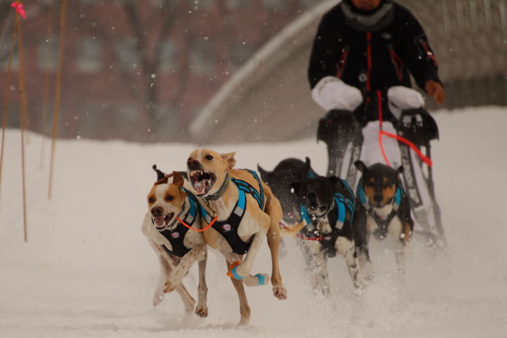 SLED DOG in ASAHIKAWA 2020