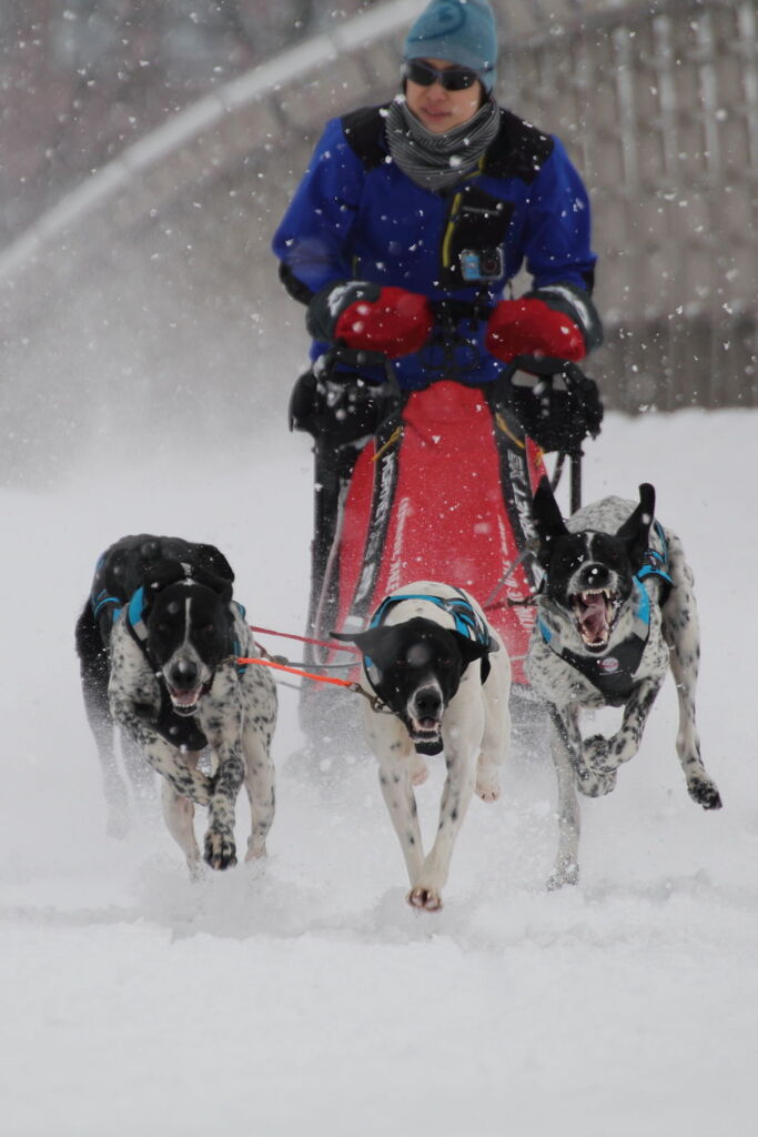 SLED DOG in ASAHIKAWA 2020