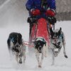 SLED DOG in ASAHIKAWA 2020