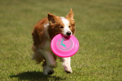 飛行犬 in 星観緑地 2017