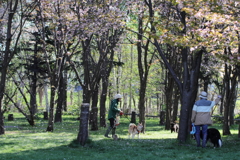 星観緑地の桜