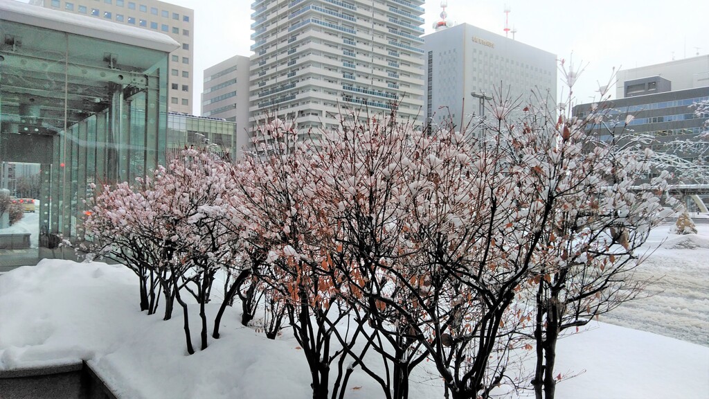 雪の花