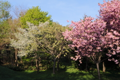 緑の桜満開！星観緑地
