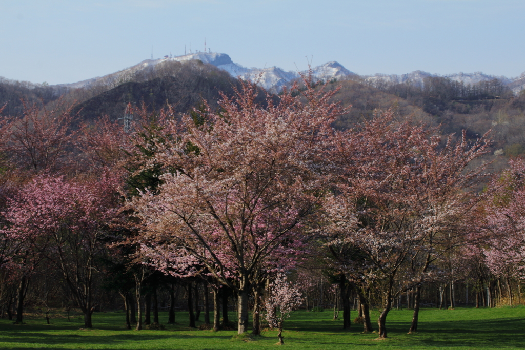 星観緑地平成最後の桜！