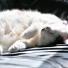春眠暁を覚えず