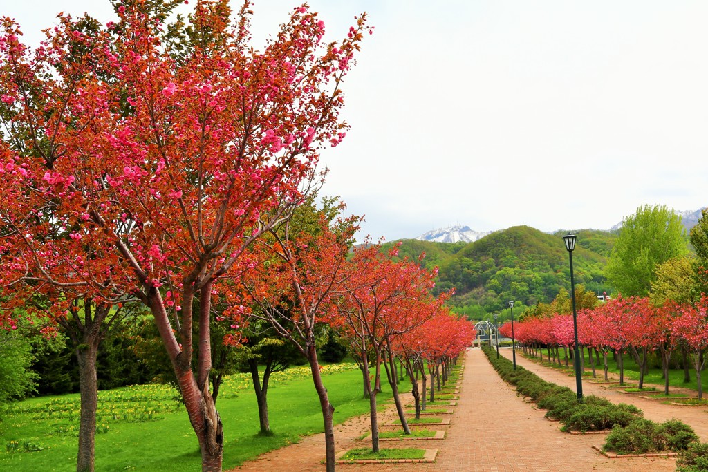 北国の桜並木(^^♪