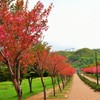 北国の桜並木(^^♪