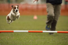 空飛ぶ犬達