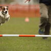 空飛ぶ犬達