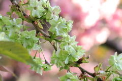 緑の桜満開！星観緑地