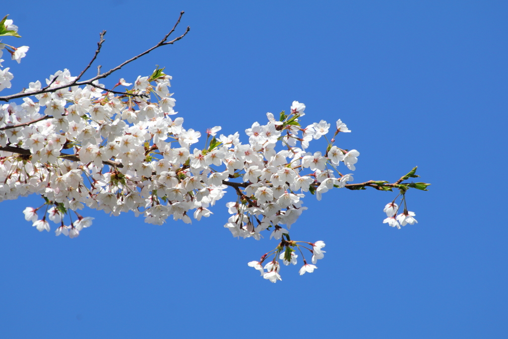 星観緑地の桜