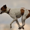 空飛ぶ犬達