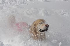 カリスマ登山犬ルパン君の雪中ダイブ！２