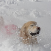カリスマ登山犬ルパン君の雪中ダイブ！２