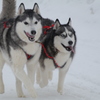 犬ぞり大会