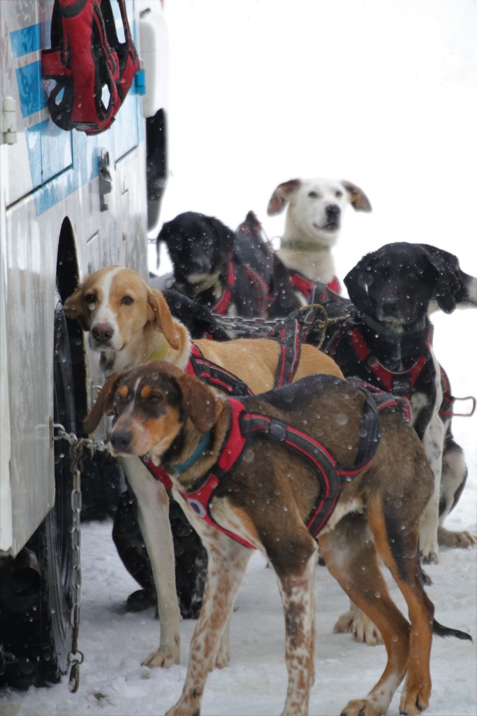 犬ぞり大会