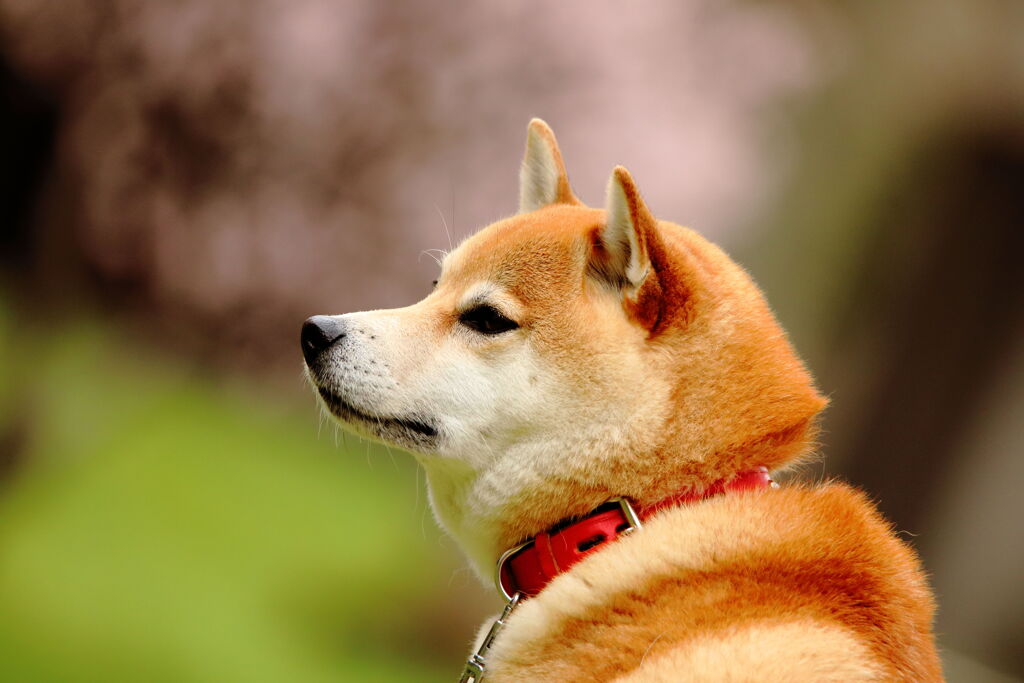 北国にも春が来た(桜と柴犬)