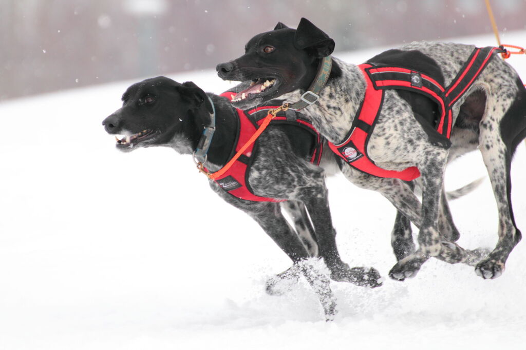 SLED DOG in ASAHIKAWA 2020