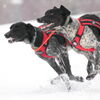 SLED DOG in ASAHIKAWA 2020