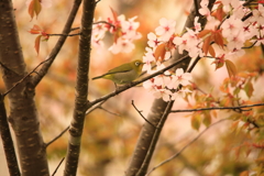 北国にも春が来た(桜とメジロ)