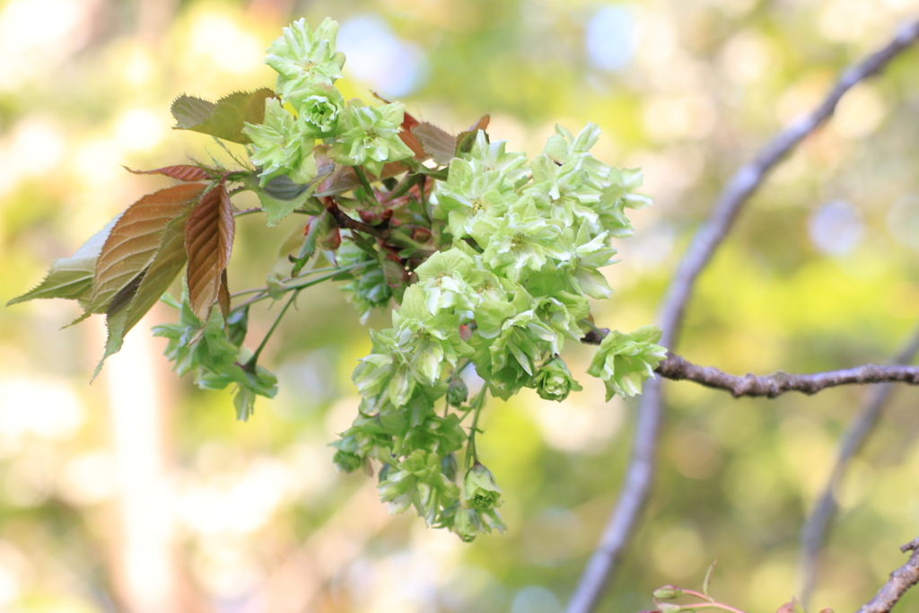緑の桜満開！星観緑地