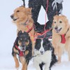 犬ぞり大会