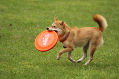 ディスクドック！