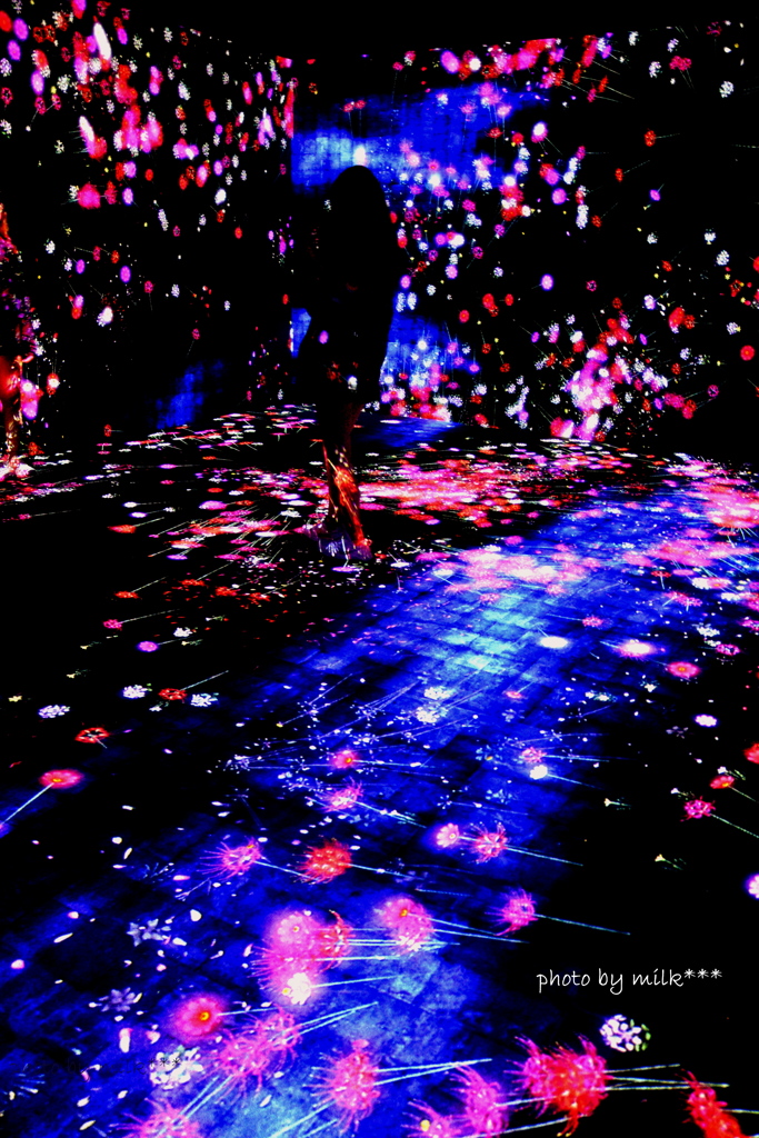 コスモスの香り