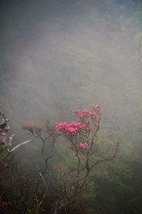 高嶺の花