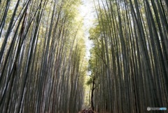 喧騒と静寂の小径  