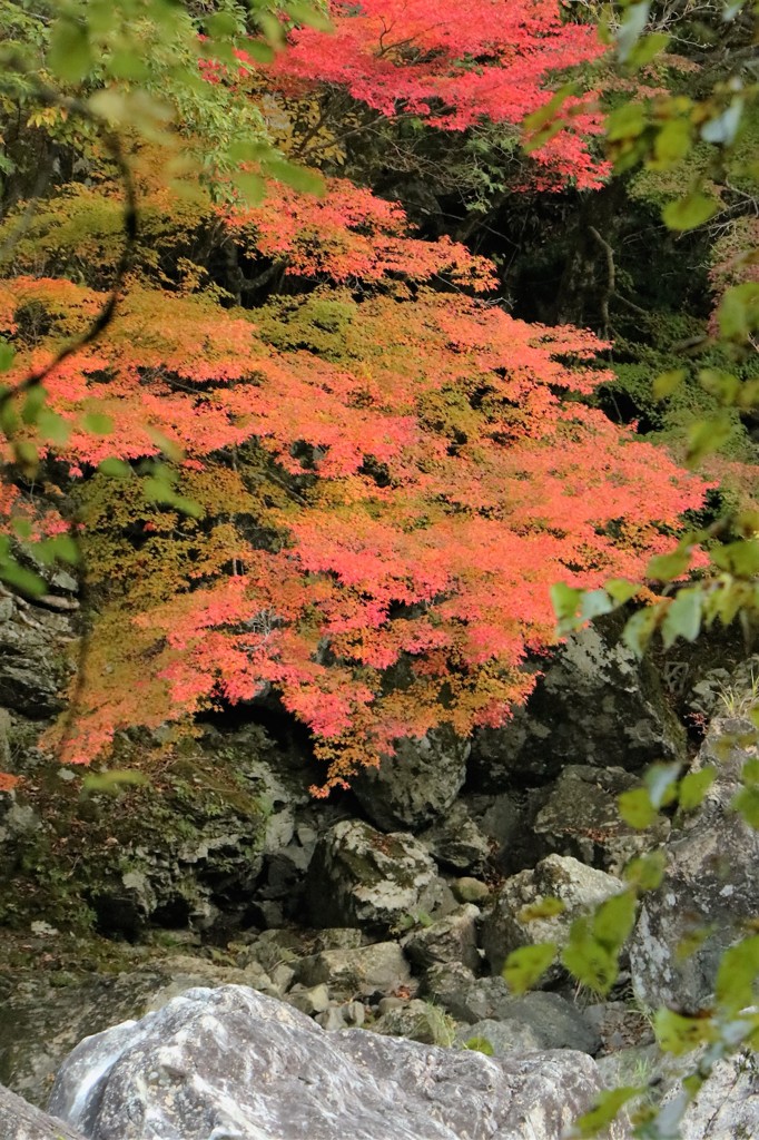 沢の紅葉