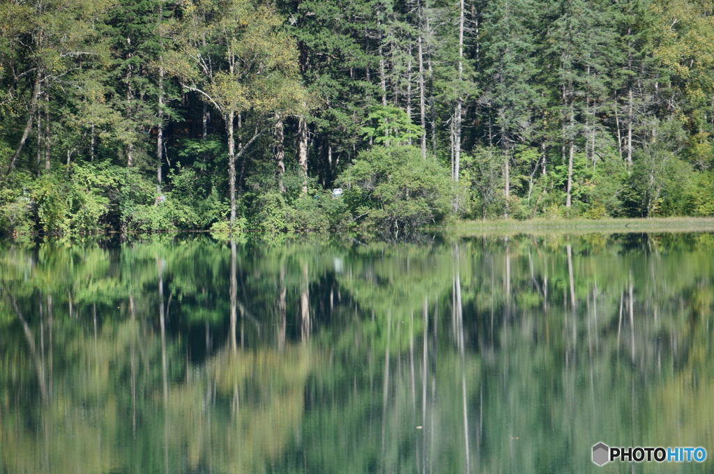 神秘の緑