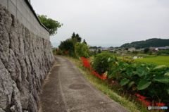 当麻の里道