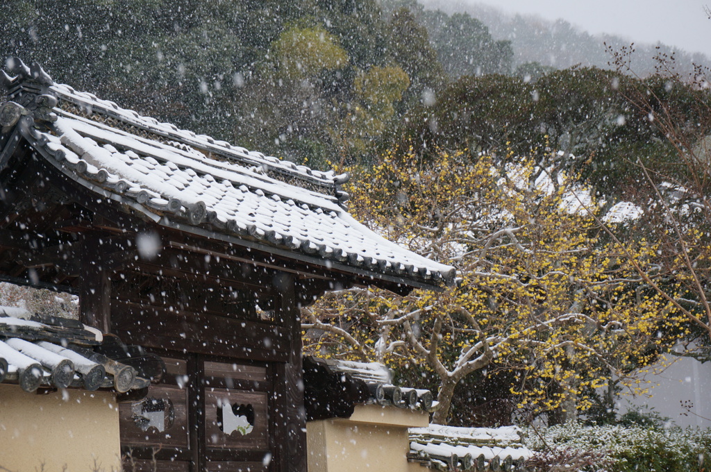 雪と蝋梅