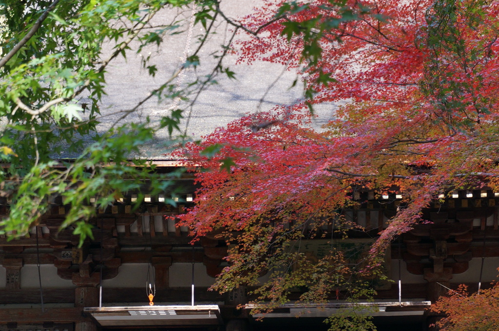 室生寺　競艶