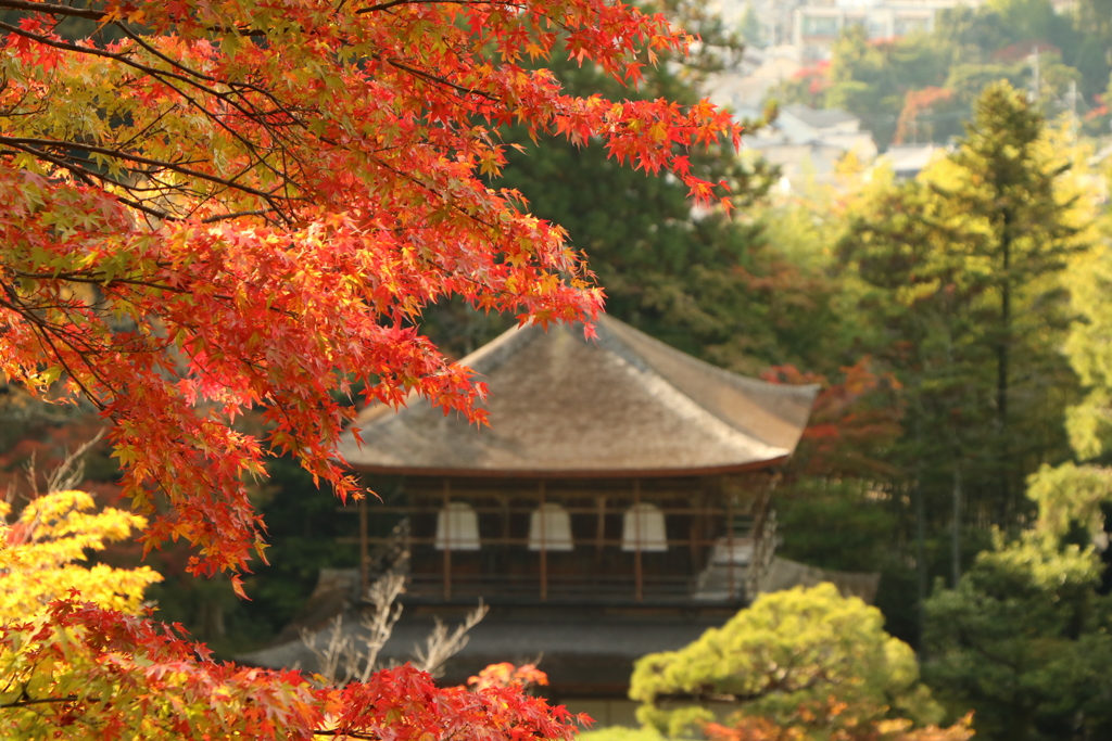 古寺を彩る