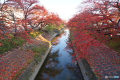 晩秋、高田川