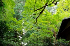 京王百草園にて        夏のモミジも綺麗ですね、、、