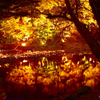 autumn colours
