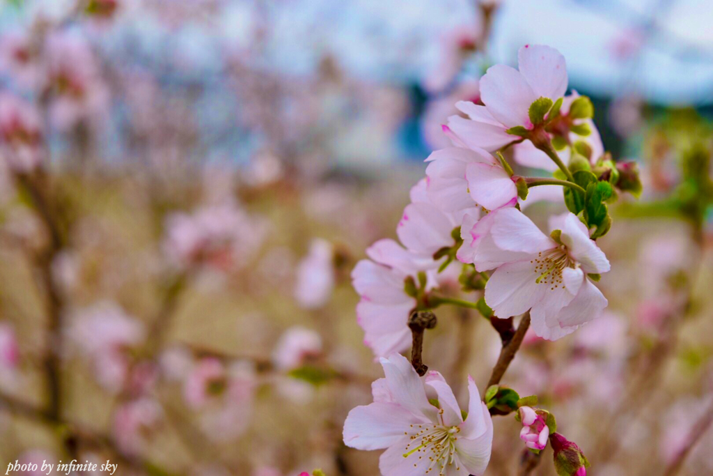 十月桜