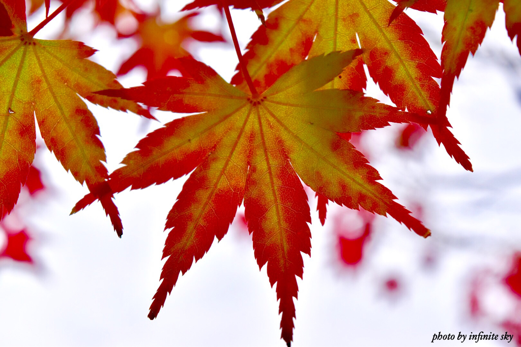 紅葉グラデーション