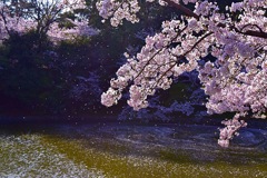 A shower of cherry blossoms
