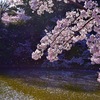 A shower of cherry blossoms