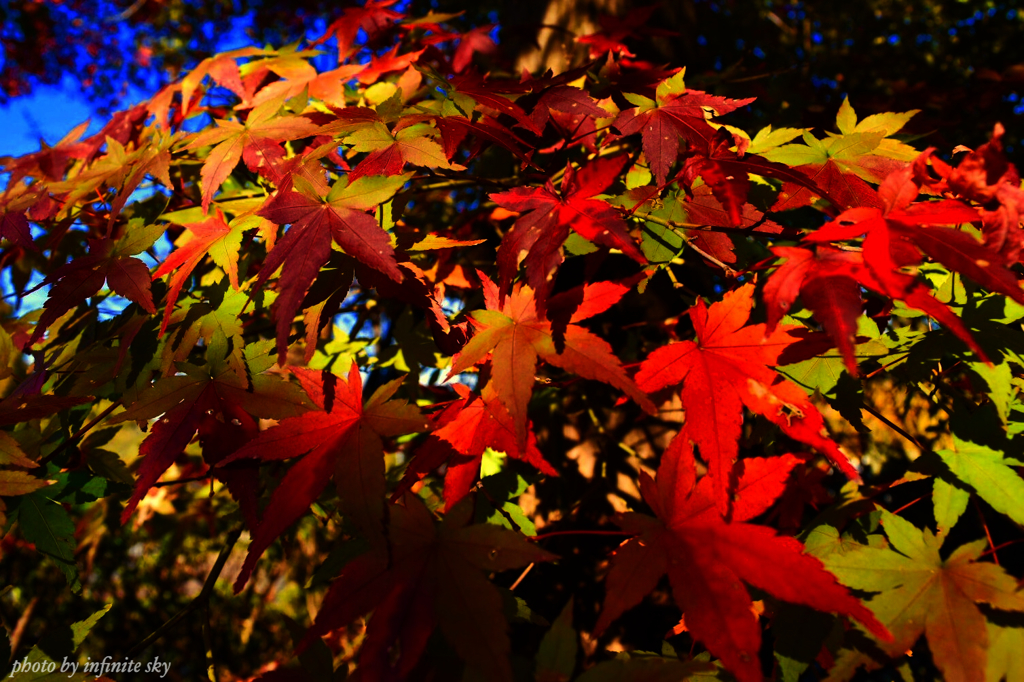 momiji