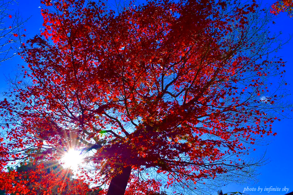 星屑紅葉